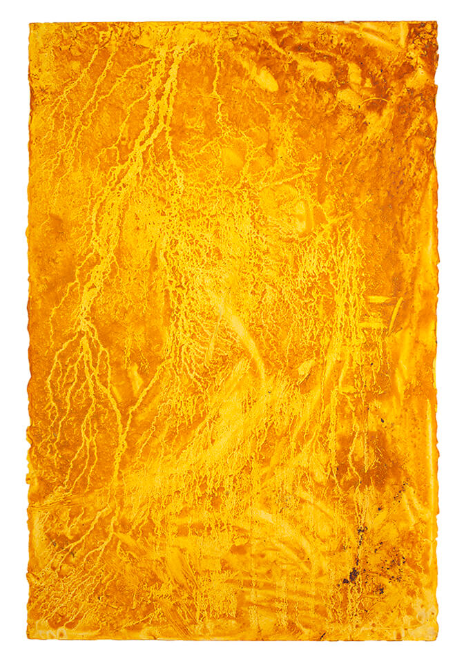 curcuma papel 29.jpg